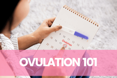Ovulation 101